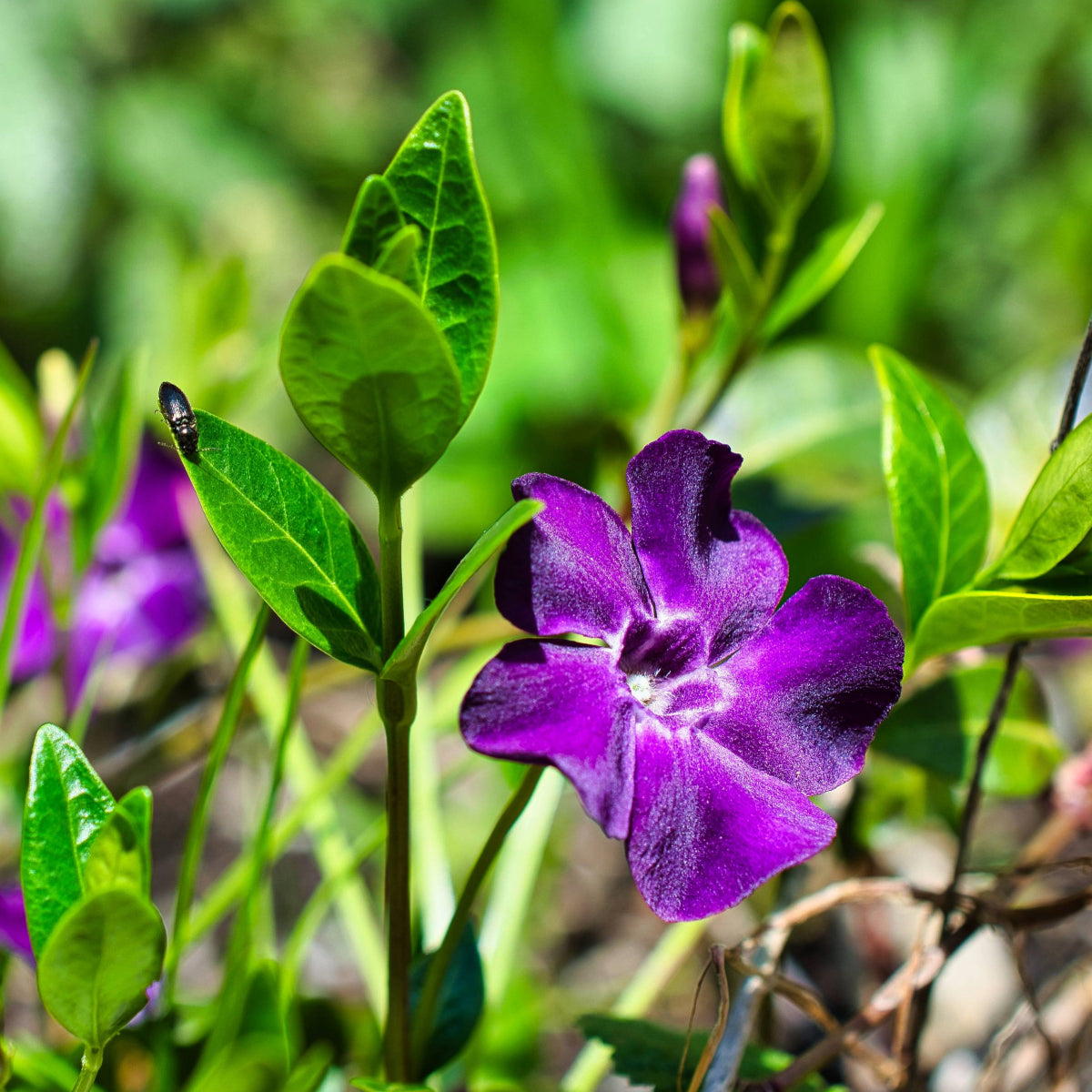 'Atropurpurea' Lesser Periwinkle