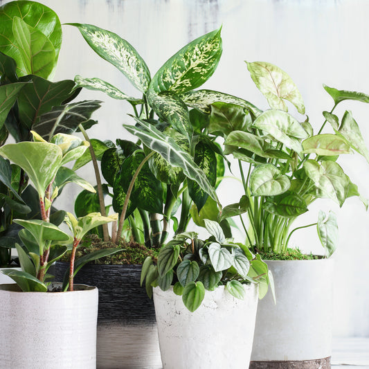 Guide complet pour l'achat et l'entretien des plantes d'intérieur