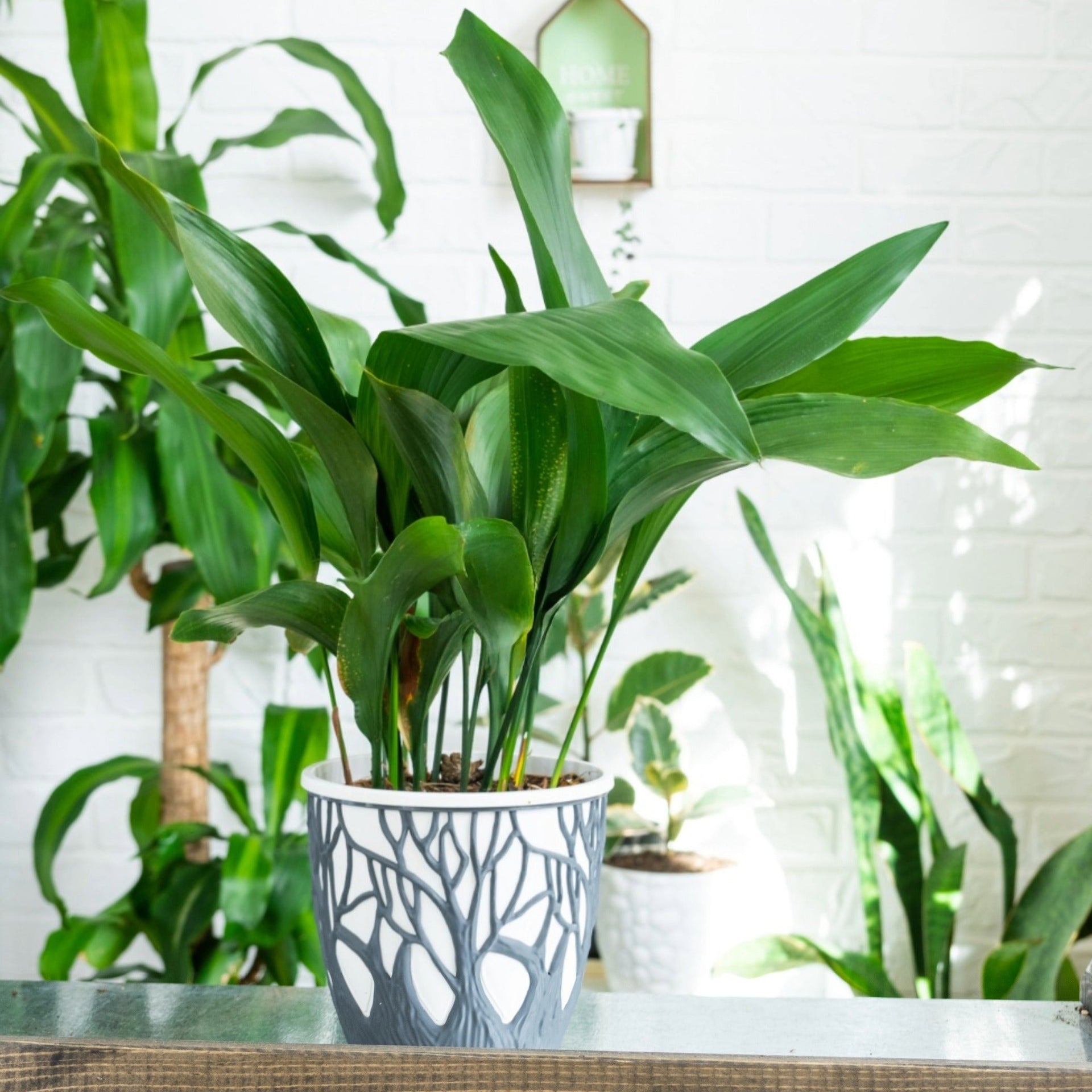 Aspidistra Care Guide (Cast Iron Plant): Thriving in Low Light   Jardineries Botanix