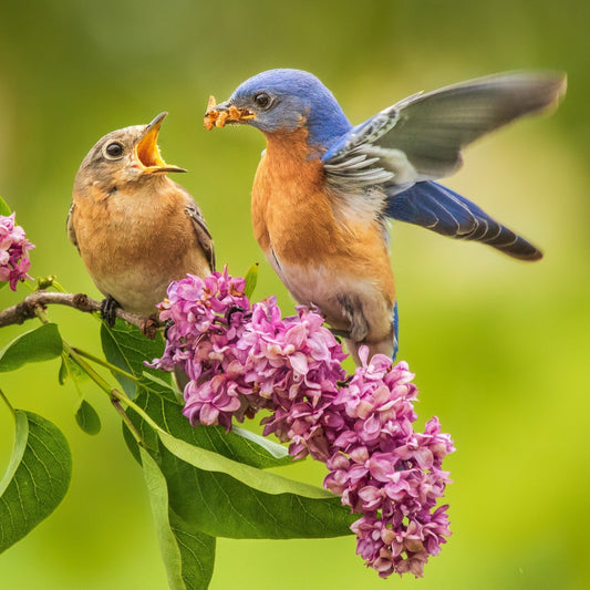 Créez un jardin vivant : Comment attirer les plus beaux oiseaux chez vous