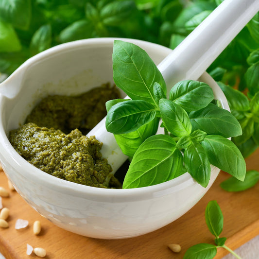 Basilic : Conservez et cuisinez votre récolte