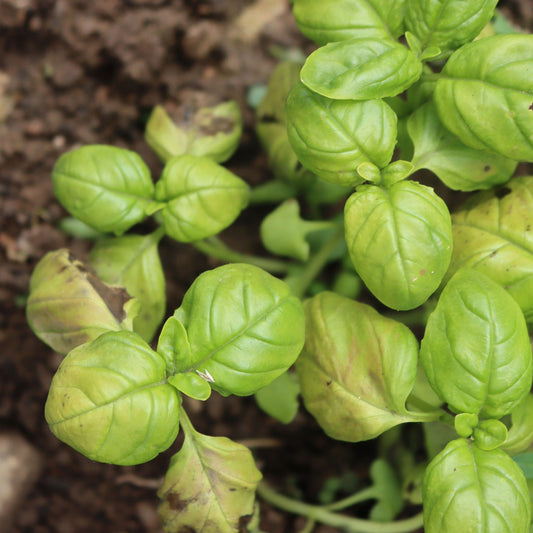 Problèmes du basilic : maladies et insectes