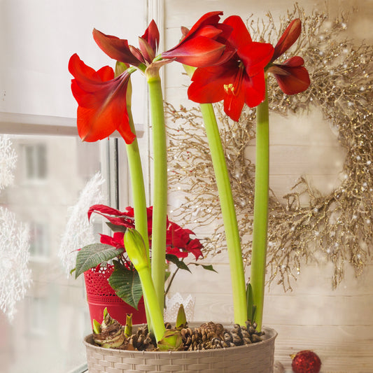 Amaryllis, poinsettia, cactus de Noël : Forcez la floraison pour les fêtes