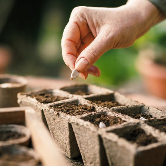 Calendrier de semis : Le guide ultime pour le Québec (Dates, Germination et Conseils)