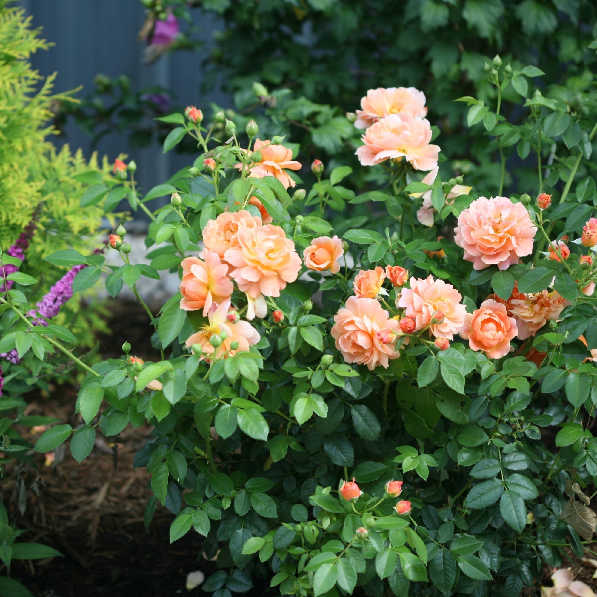 Compact Hardy Roses A Guide to Hardy Roses | Top Varieties for Cold Climates – Jardineries ...