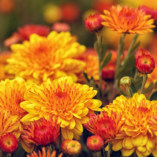 Des chrysanthèmes, pour un automne tout en couleur