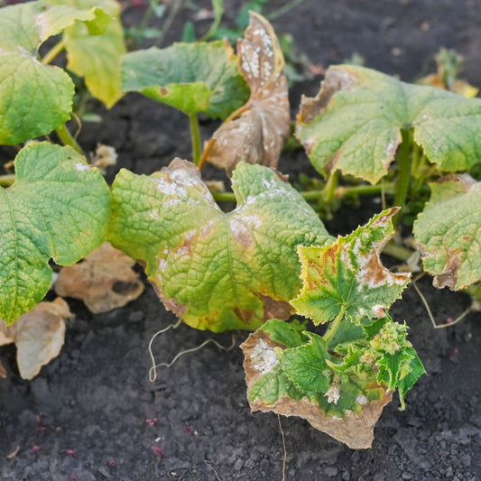 Maladies du concombre et des courges : Identifiez et traitez