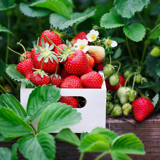 Récolter et conserver les fraises