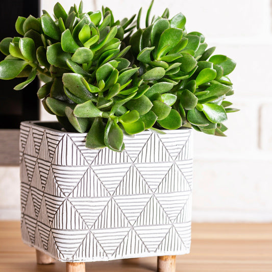 straw like succulent Cactus with Strawflower – Jardineries Botanix