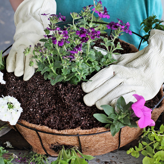 Réussir la plantation de vos annuelles en pot et astuces écoresponsables