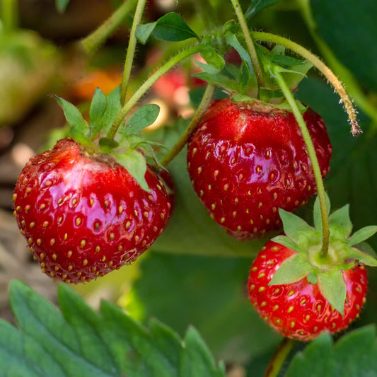 Récolte et conservation des fraises : le guide pratique