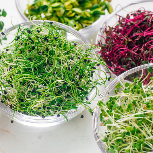 Comment cultiver des germinations maison : santé et fraîcheur à l’année