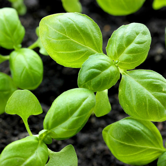 Comment arroser, fertiliser, tailler et récolter le basilic