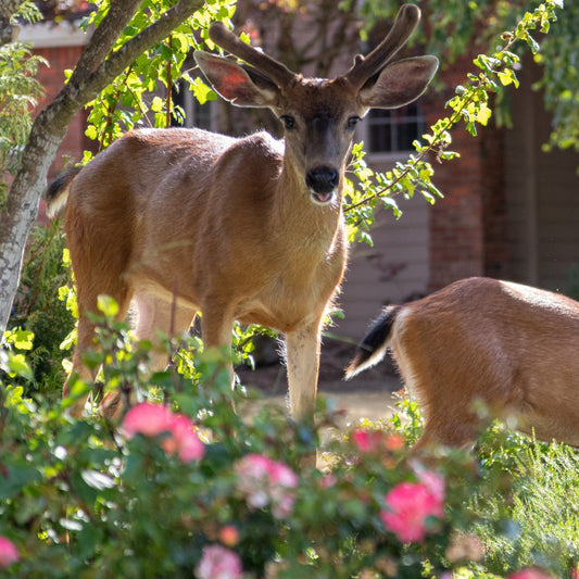 Comment éloigner les animaux du jardin avec les plantes