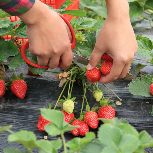 Entretenir les plants de fraises