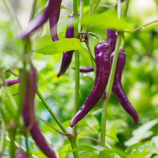 L'entretien des piments et poivrons : le guide pour une récolte abondante