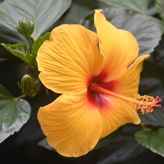 Comment cultiver un hibiscus annuel : soins et astuces pour des fleurs éclatantes