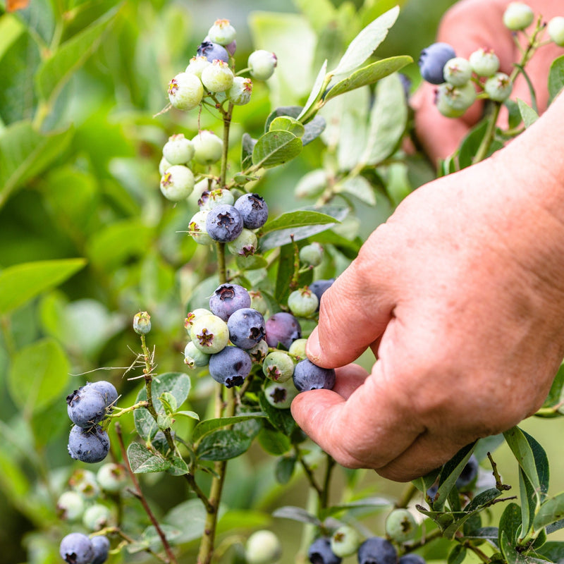 Entretien, taille et maladies des bleuetiers