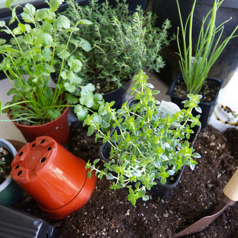row Fresh Herbs: Flavour Guide & Growing Tips