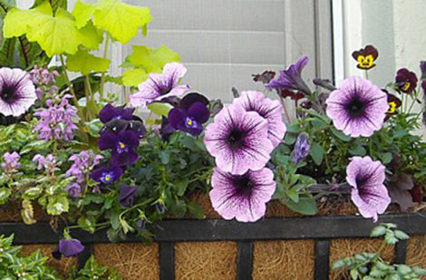 Les plantes annuelles séduisent