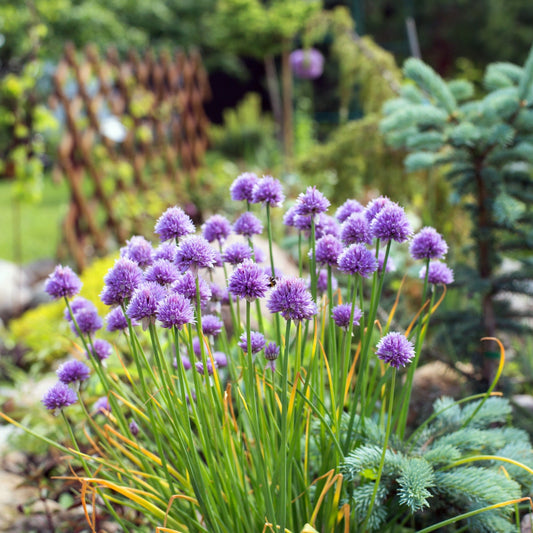 Le foodscaping : l’art d’intégrer des légumes et herbes dans vos fleurs