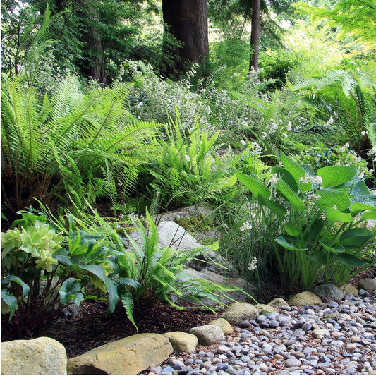 Réussir son jardin d'ombre : un monde de textures, de couleurs et de saveurs
