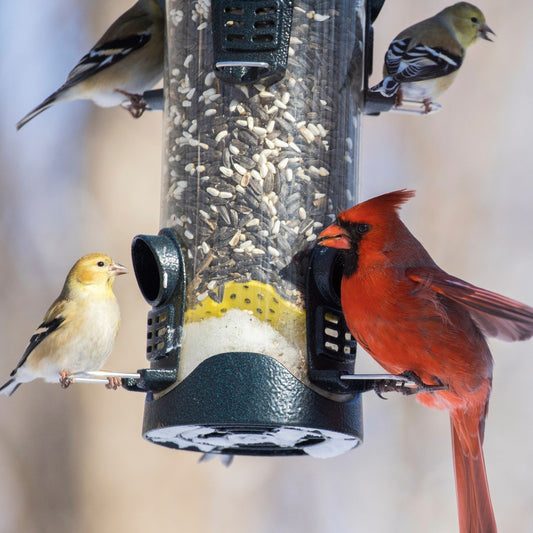 Le menu parfait : bien nourrir les oiseaux du Québec