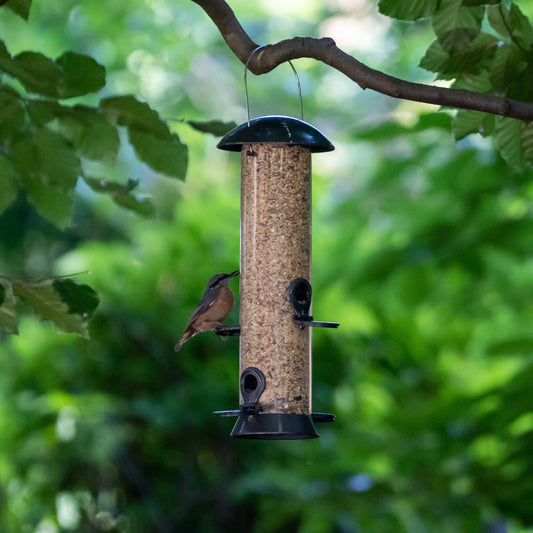 Mangeoire et nichoir : Guide ultime pour attirer les oiseaux