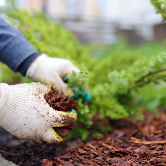 Pourquoi mettre du paillis pour vos plantes à l’automne