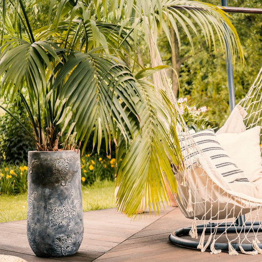 Cultiver un palmier sur la terrasse - pourquoi pas !