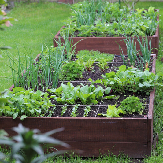 Planifiez votre potager pour des récoltes abondantes