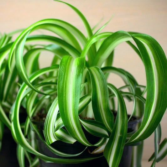 Le Chlorophytum comosum : Guide complet pour une plante araignée épanouie