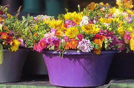 Planter des annuelles – effet spectaculaire