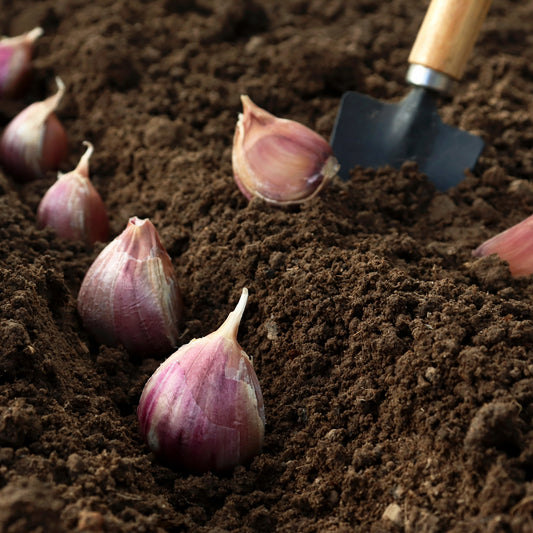 Planter et cultiver l’ail à l'automne