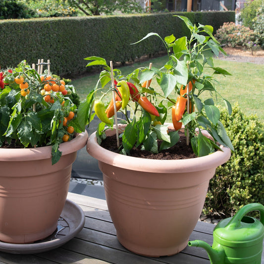 Cultiver les piments et poivrons en pot et table potagère