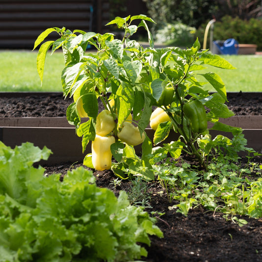 Cultiver les piments et poivrons en pleine terre : le guide complet