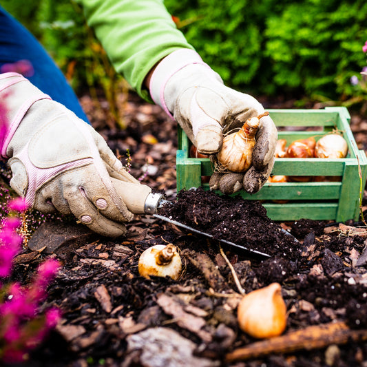 Planter et entretenir vos bulbes à fleurs rustiques