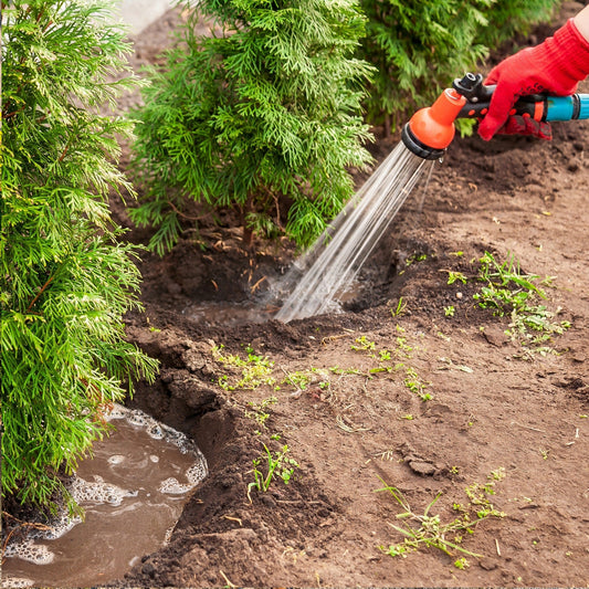 Quand et comment planter un conifère : le guide complet
