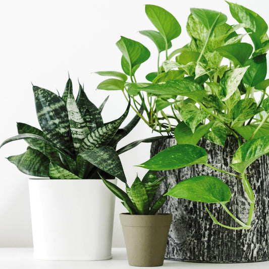 Avoir le pouce vert sans se casser la tête : Le guide des variétés indestructibles