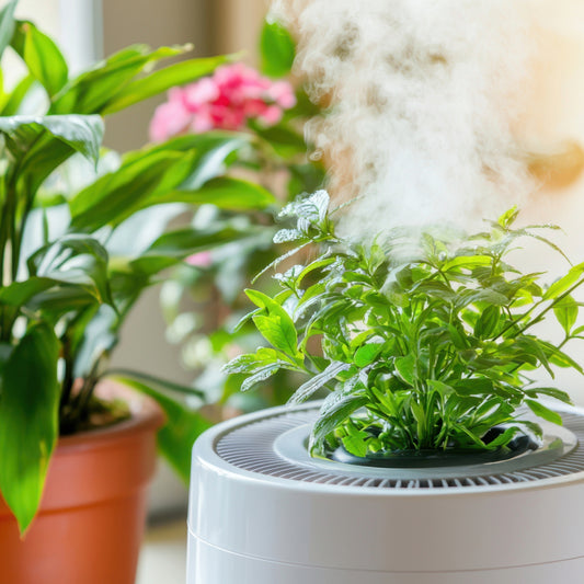 Importance de l'humidité de l'air Plantes d'intérieur