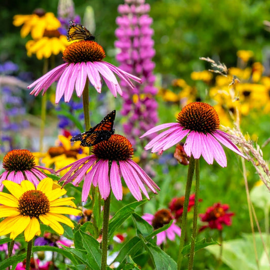 Les meilleures plantes vivaces pour attirer les pollinisateurs