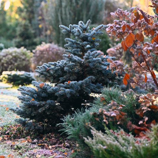 Préparer vos conifères pour l'hiver : Guide d'entretien automnal