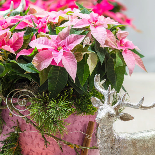 Poinsettia : Comment garder les couleurs éclatantes pendant des mois