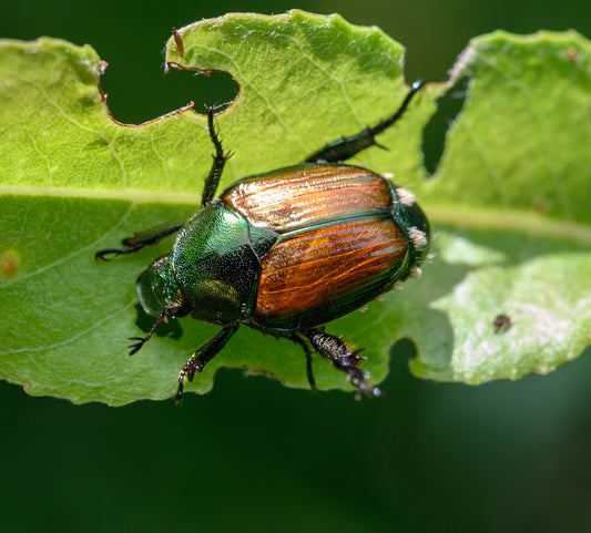 Comment se débarrasser du scarabée japonais