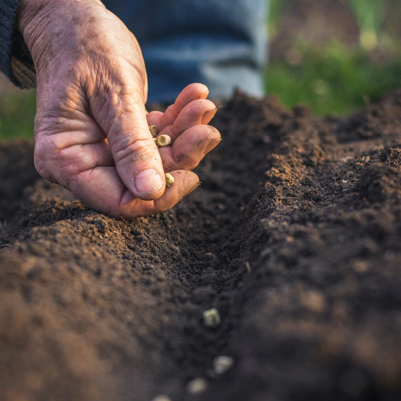 July Sowing: Is It Too Late to Plant? Absolutely Not!