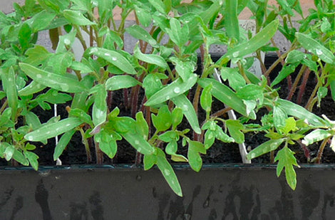 Cultiver vos semis, étape par étape