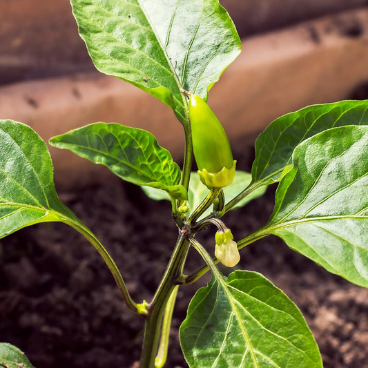 Réussir vos semis de piments et poivrons : le guide complet pour une récolte abondante