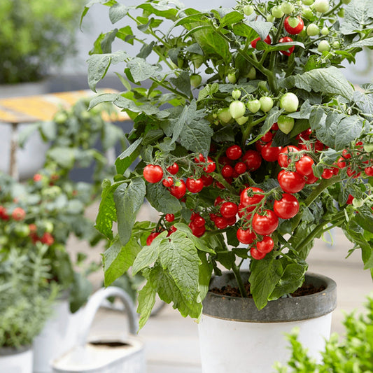 Réussir sa récolte de tomates : en pot ou en pleine terre