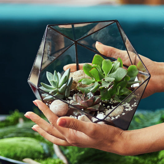 Créez votre terrarium : le guide complet et facile pour une verdure parfaite