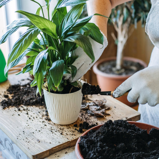 Quel terreau utiliser pour rempoter les plantes d'intérieur
